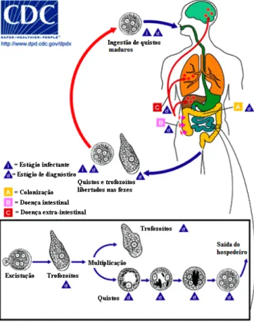 Figura 6 – Ciclo de vida de E. histolytica 