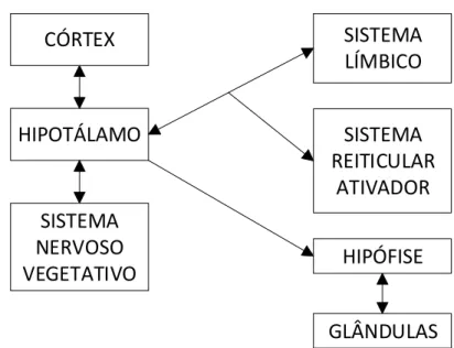 Figura 1. Estruturas do sistema nervoso envolvidas na resposta ao estresse  (França &amp; Rodrigues, 1999)