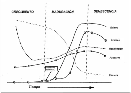 Figura 1.2: Modelo de la evolución de los frutos de hueso durante la maduración  