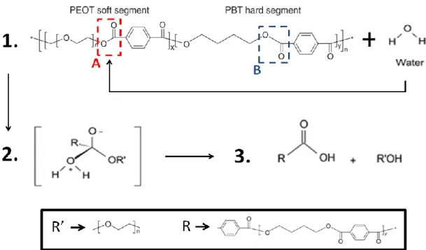 Figure 2. Hydrolysis mechanism of PEOT/PBT in water: 1) The ester bond in the PEOT segment is attacked by water; 