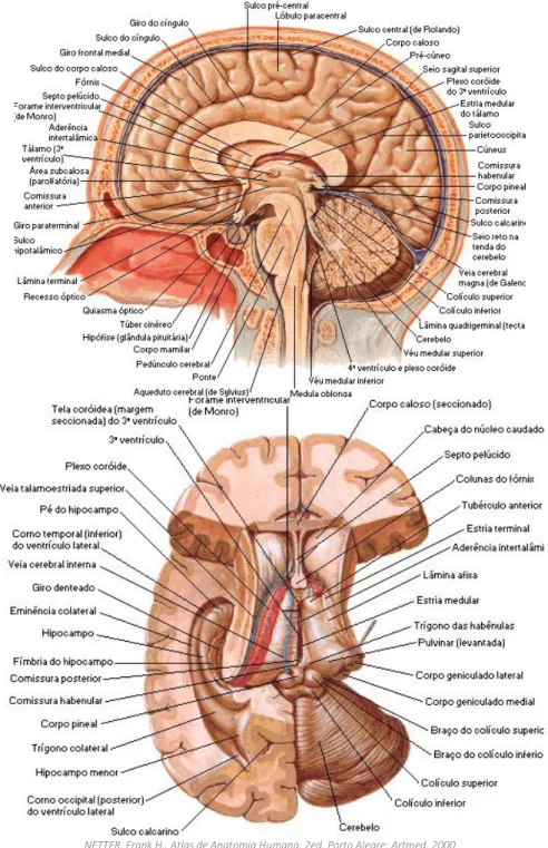 Figura 4: Estruturas do cérebro (corte medial em cima e corte coronal em baixo)  