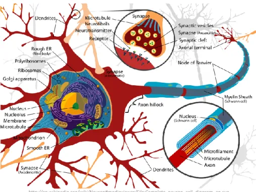 Figura 5: Representação esquemática da estrutura básica de um neurónio -  