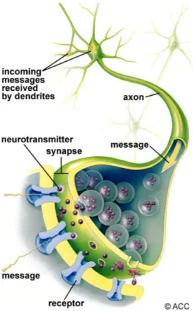 Figura 7: Representação esquemática da sinapse  