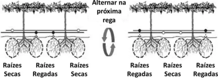 Figura 1 – Ilustração representativa da forma como se processa a rega parcial da raiz