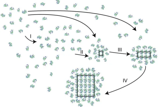 Figura 1.4: Caminho provável de nucleação de proteínas. Os passos I a IV são descritos  no corpo de texto (McPherson &amp; Kuznetsov, 2014)