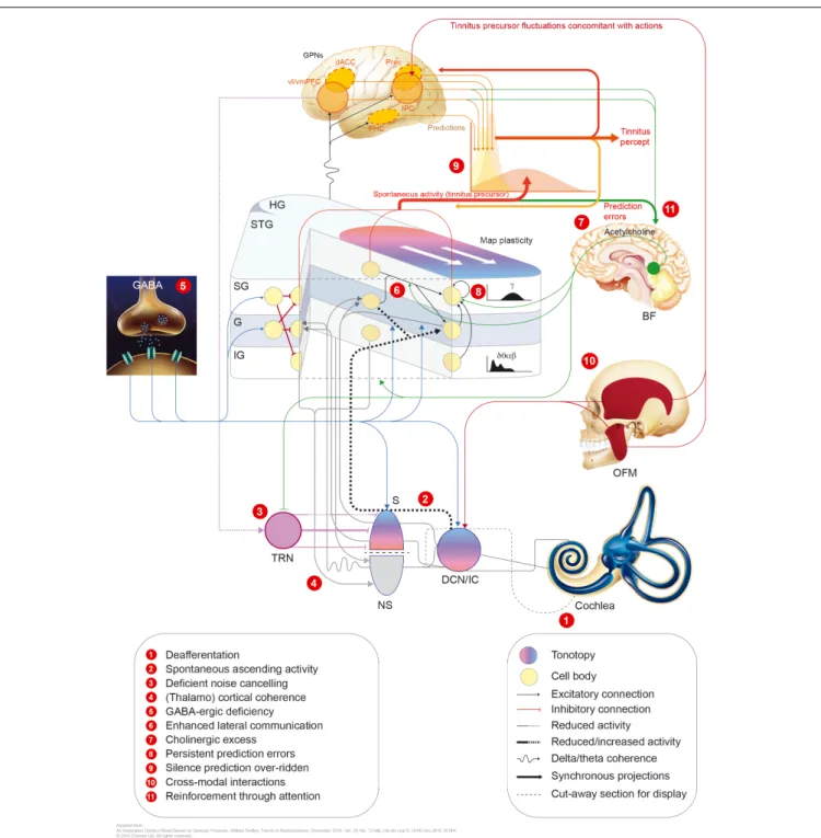 FIGURE 2 | Potential mechanisms involved in tinnitus pathophysiology. GPNs, global perceptual networks; vl/vmPFC, ventrolateral/ventromedial prefrontal cortex;