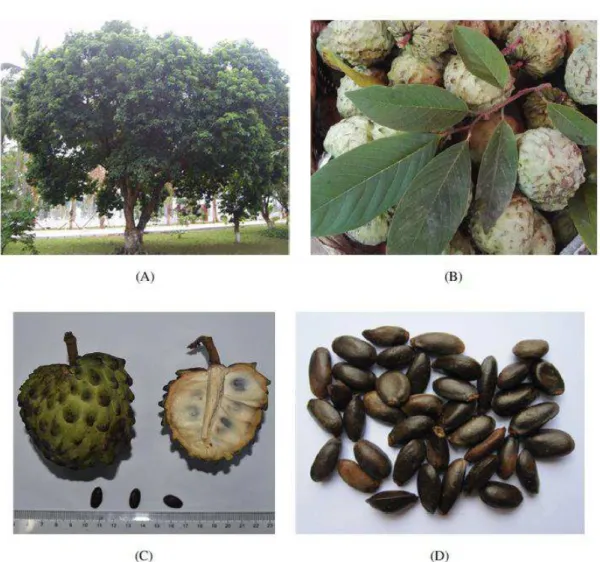 Figura 3 - Annona squamosa L. (A); aparência das (B) folhas; (C) dos frutos e (D) das sementes