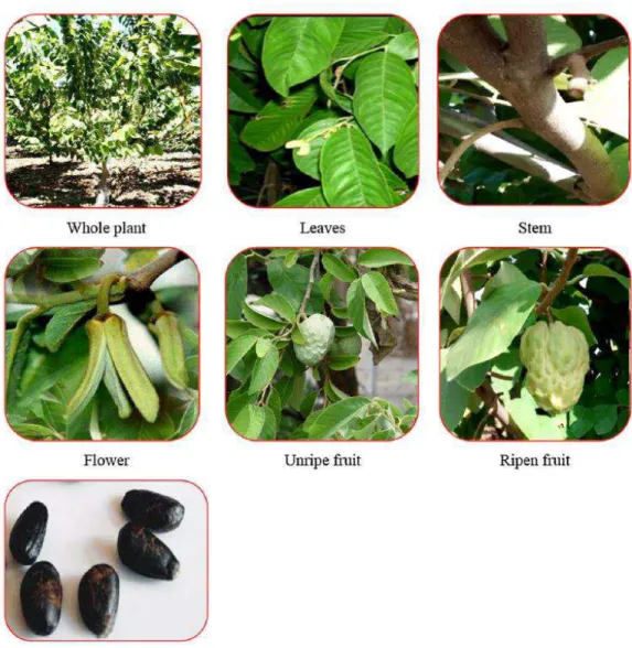 Figura  4.  Diferentes  partes  da  planta  Annona  Cherimola  Mill.  Adaptado  de  Jamkhande et al