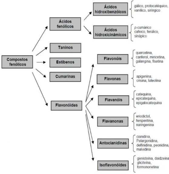 Figura 5. Composição dos compostos fenólicos. Adaptada de Ferreira &amp; Abreu (2007)