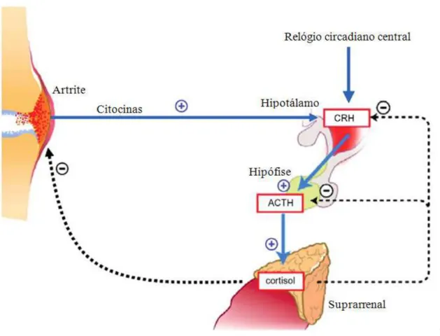 Figura  1.  As  citocinas  pró-inflamatórias  Interleucina  6,  Interleucina  1  e  Fator  de  Necrose  Tumoral promovem  a produção de cortisol  pela  suprarrenal  através da estimulação do  eixo  hipotálamo-hipofisário-suprarrenal  que  é  habitualmente 