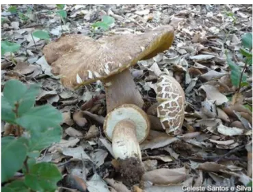 Figura 3- Corpo de frutificação de Boletus reticulatus  Fonte: Mitra-nature 