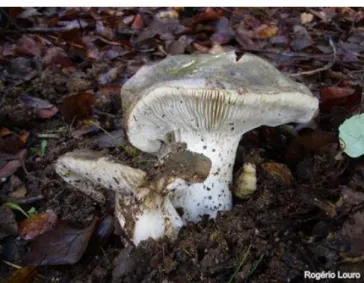 Figura 6 - Corpo de frutificação de Russula cyanoxantha  Fonte: Mitra-nature 