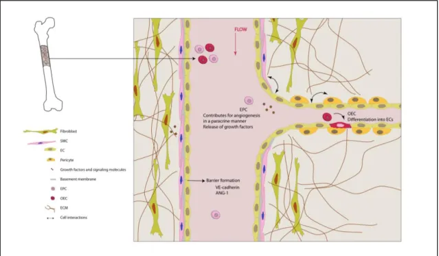 Figure  1.2.  Schematic  representation  of  the  biological  processes  involved  in  vascularization,  including  cell-cell/  cell-matrix  interactions