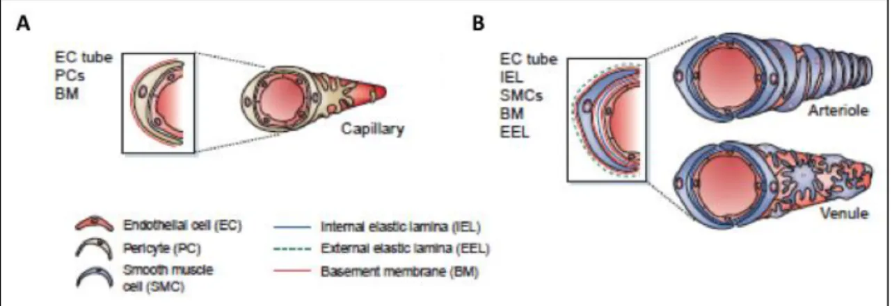 Figure  1.3.  Schematic  representation  of  blood  vessels  constitution.  (A)  Capillaries  are  the  most  abundant vessels in the human body, consisting of endothelial cells surrounded by basement membrane  and a sparse layer of pericytes embeeded with