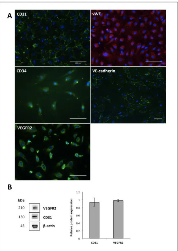 Figure  3.2.  Immunophenotypic  characterization  of  OECs.  (A)  Characterization  of  OECs  by  immunocytochemistry