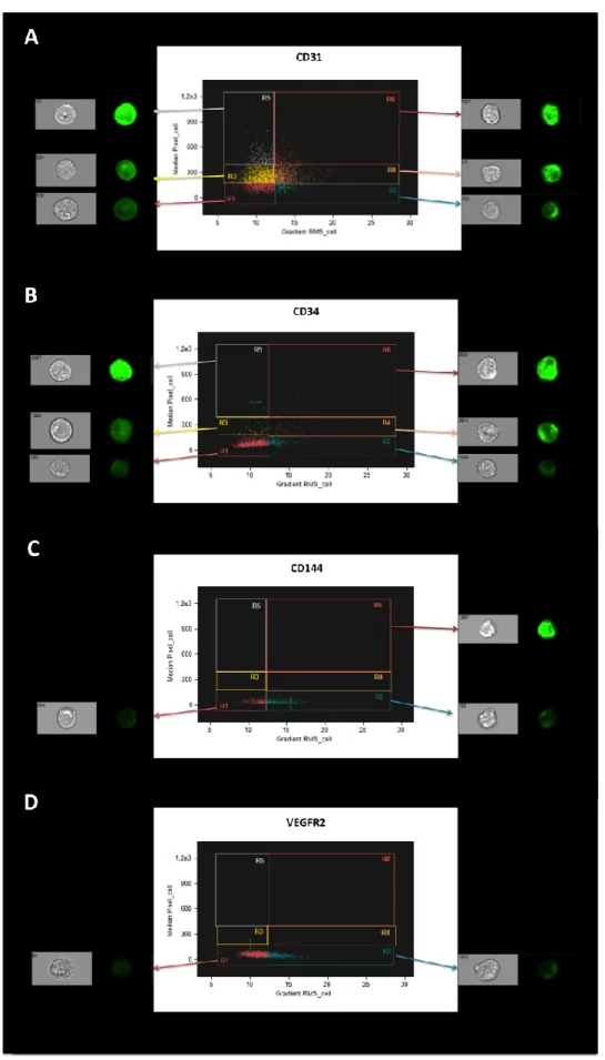 Figure 3.3. Characterization of the phenotypic heterogeneity of OECs by imaging flow cytometry in  terms of the positive expression of CD31, CD34, CD144 and VEGFR2