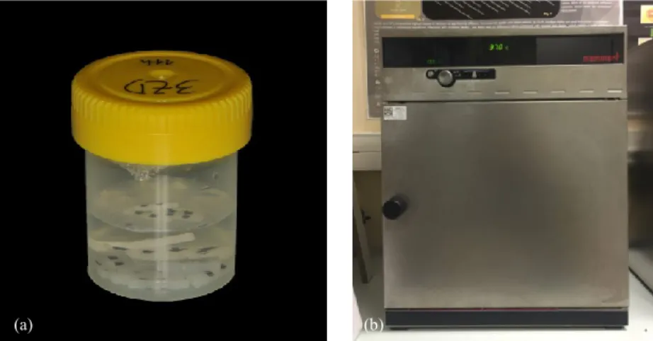Figura 13 – Armazenamento dos espécimes na estufa: (a) Espécimes de um grupo armazenados num  recipiente; (b) Estufa de incubação (Memmert INE 400)