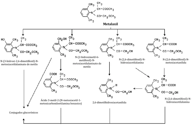 Figura 3: Percurso metabólico proposto pela EPA para a degradação do metalaxil e metalaxil-M em ratos