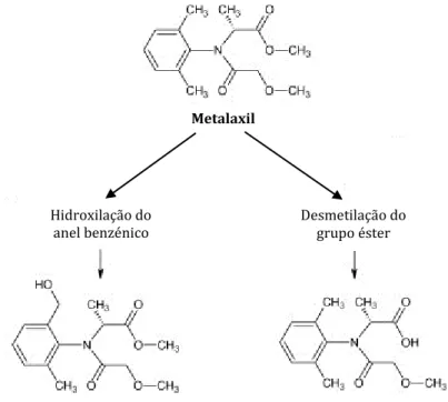 Figura 5: Possíveis intermediários formados no processo de degradação do metalaxil e do metalaxil-M no solo