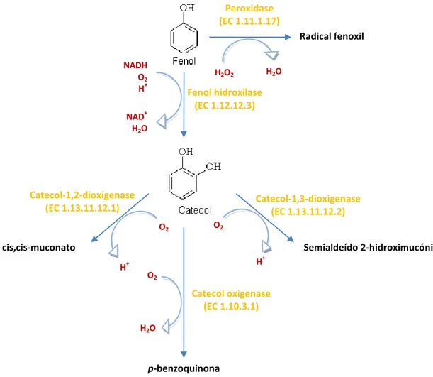 Figura 6: Diagrama esquemático da degradação de compostos fenólicos pelo sistema enzimático extracelular das  fenoloxidases