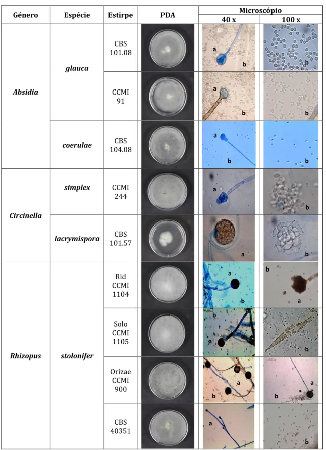 Tabela 3: Principais características macroscópicas e microscópicas dos Zygomycetes em estudo
