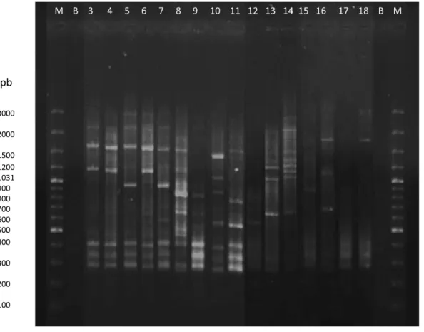Figura 8: Eletroforetograma obtido após M13-PCR para as estirpes de Zygomycetes em estudo