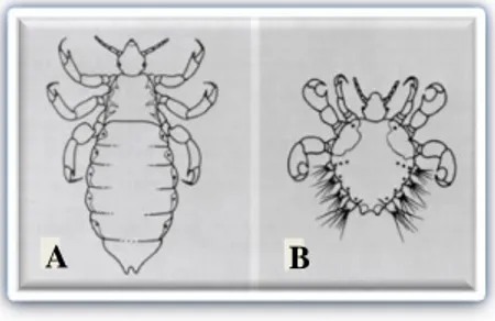 Fig. 1 Aspeto geral de Pediculus humanus capitis ou de P. h. humanus (Phthiraptera,  Pediculidae) (A) e de Phthirus pubis  (Phthiraptera, Phthiridae) (B) (adultos)