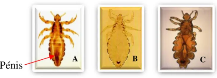 Fig 5- Pediculus humanus macho (A), fêmea (B) e fêmea grávida (C). Adaptado de