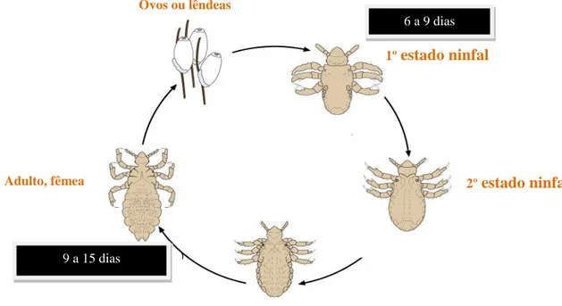 Fig 6- Ciclo de vida de Pediculus humanus capitis: ovos, estados ninfais e adulto fêmea