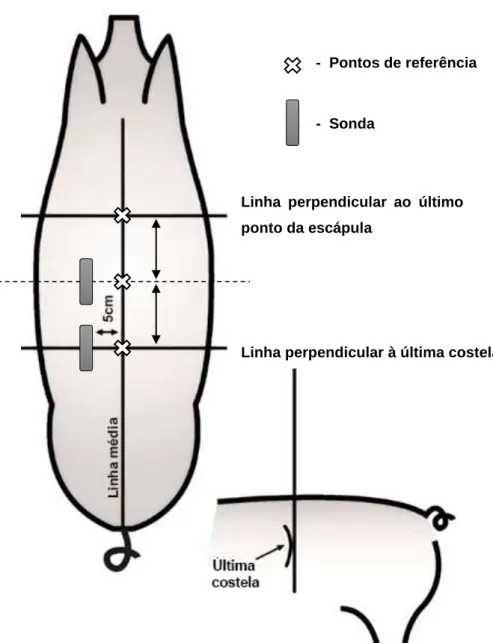 Figura 1 - Esquema representativo da medição da profundidade do lombo e da espessura da gordura  dorsal 