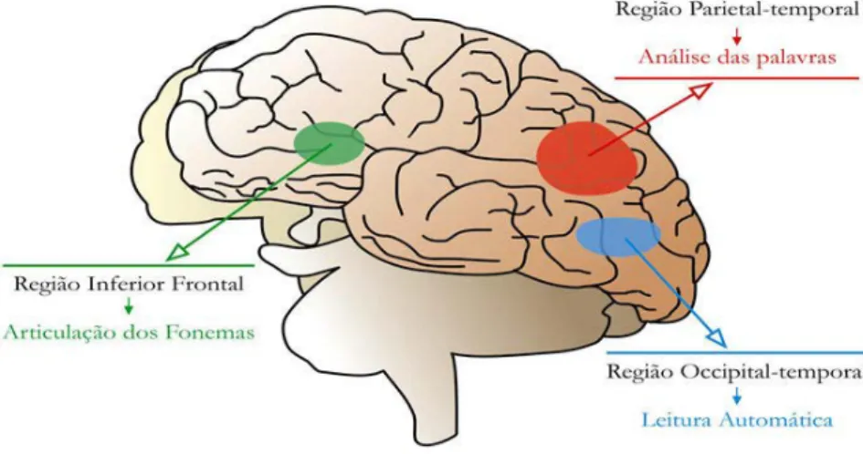 Figura 1: Os três percursos neurais associados à leitura (Teles, 2004, p. 716) 