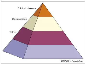 Fig.  11:  Representação  esquemática  das  diferentes  proporções  de  animais  infectados  vs  método  de  diagnóstico,  numa  população  canina  de região endémica (Baneth et al., 2008) 