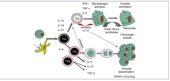 Fig. 13: Representação esquemática da interacção entre a proliferação de linfócitos  do tipo Th1 eTh2, num cão com leishmaniose (Baneth et al., 2008)