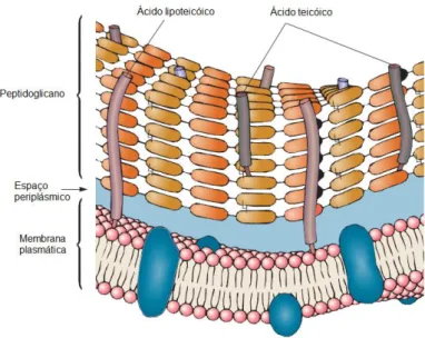 Figura 2- Esquema da estrutura da parede celular de uma bactéria Gram-positiva. Adaptado de [21]