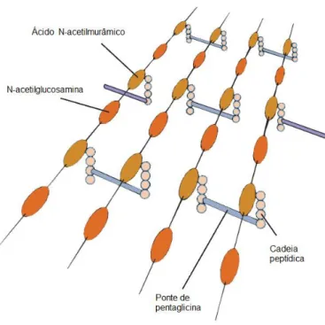 Figura 3- Esquema da estrutura do peptidoglicano. Adaptado de [21]. 