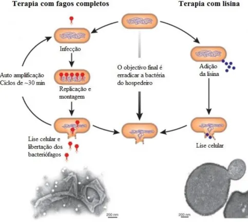 Figura 6- Esquema ilustrativo da ação do fago completo e da lisina com uma fotografia TEM de cada um dos  casos de lise