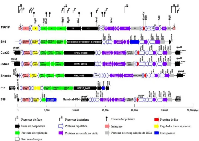 Figura 7- Organização do genoma dos fagos e remanescentes de fagos semelhantes ao profago 1961P e  alinhadas pelo genoma deste
