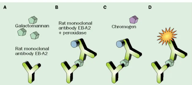 Figura 1.4: Princípio do teste Platelia ® Aspergillus  EIA (BioRad) para a detecção do  galactomannan em amostras clínicas (Mennink-Kersten, M.A., 2004) 