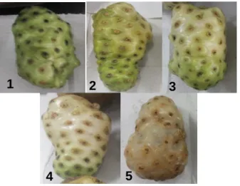 Figura 1 - Estádios de maturação da Morinda citrifolia  Linn 