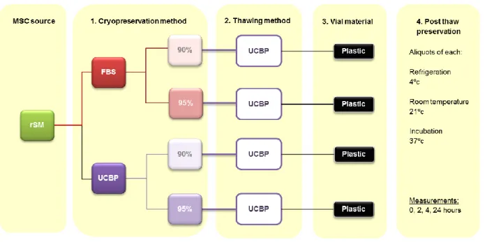 Figure 1a) – Schematic representation of the experiments performed on the rSM MSCs sample