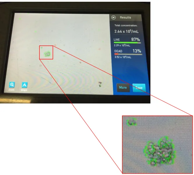 Figure 7 – Agglomerates of viable cells observed while accessing cell viability in cSM samples thawed with canine  serum
