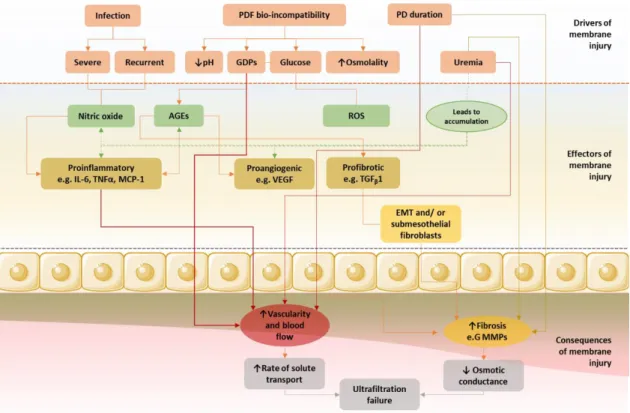 Figure 5- The pathways of PM injury and progressive UFF can be divided into 3 phases: drivers, mechanisms, and  functional  consequences