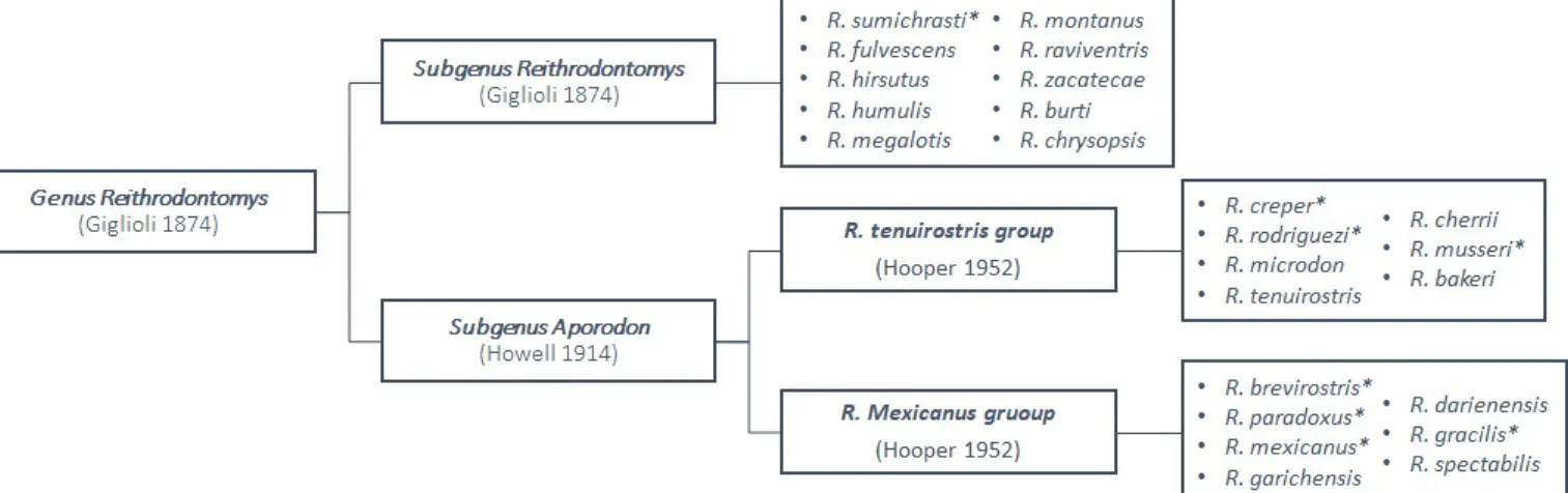 Figure 5. Grouping of recognised species of the genus Reithrodontomys per subgenus; * = Species found in Costa  Rica.