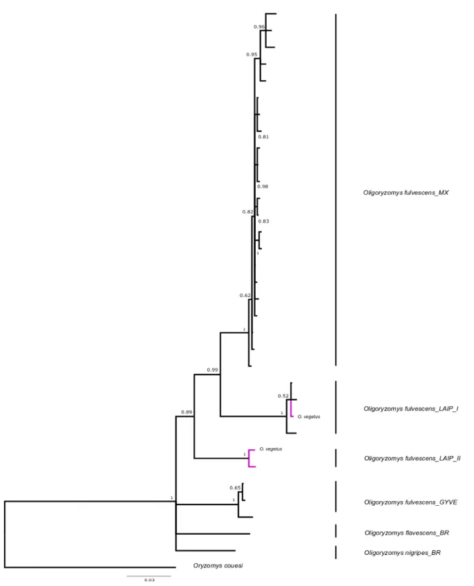 Figure 10. Bayesian inference tree for genus Oligoryzomys for COI gene (657 bp). Purple branches represent our  samples