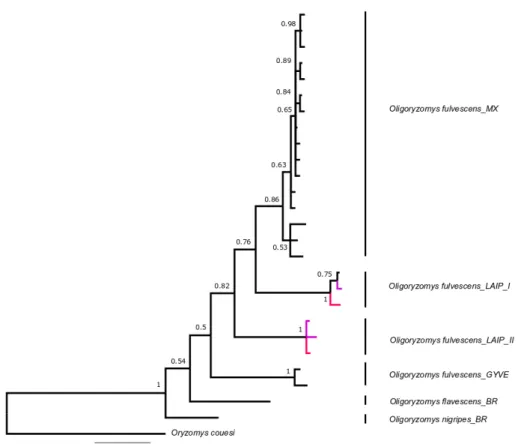 Figure 11. Bayesian inference tree for genus Oligoryzomys for COI gene (420 bp). Purple branches represent our  samples and museum samples are shown in red