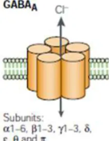 Figure 1.2 – Schematic representation of a GABA A  receptor (adapted from  Owens and Kriegstein, 2002)