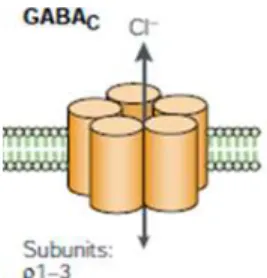 Figure  1.3  –  Schematic  representation  of  GABA C   receptor  (adapted  from  Owens and Kriegstein, 2002)