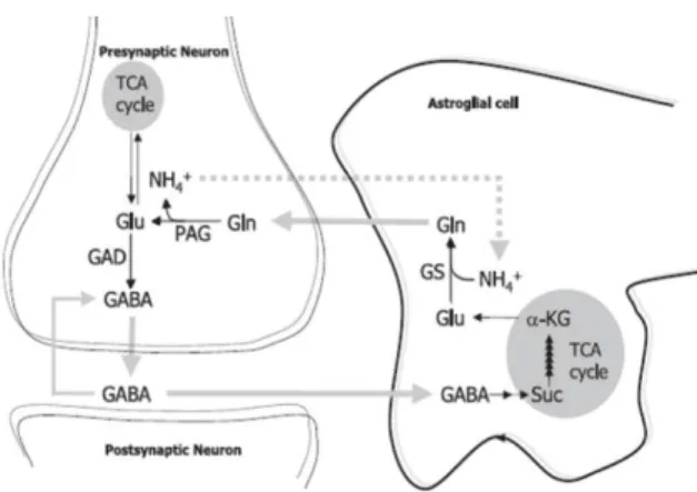 Figure 1.5 – Schematic representation of glutamate/GABA-glutamine cycle  in a GABAergic synapse (adapted from Bak et al., 2006)
