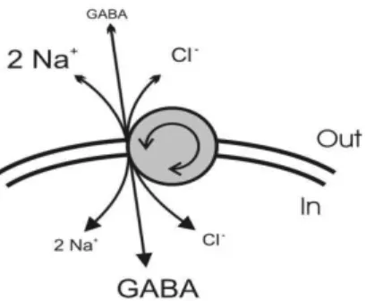 Figure 1.7 – Schematic representation of GABA transport. Each molecule of  GABA  is  co-transported  with  two  sodium  ions  and  one  chloride  ion  (adapted from Richerson and Wu, 2003) 