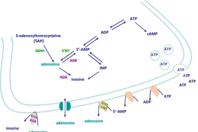 Figure  1.10  –  Schematic  representation  of  adenosine  metabolism. 